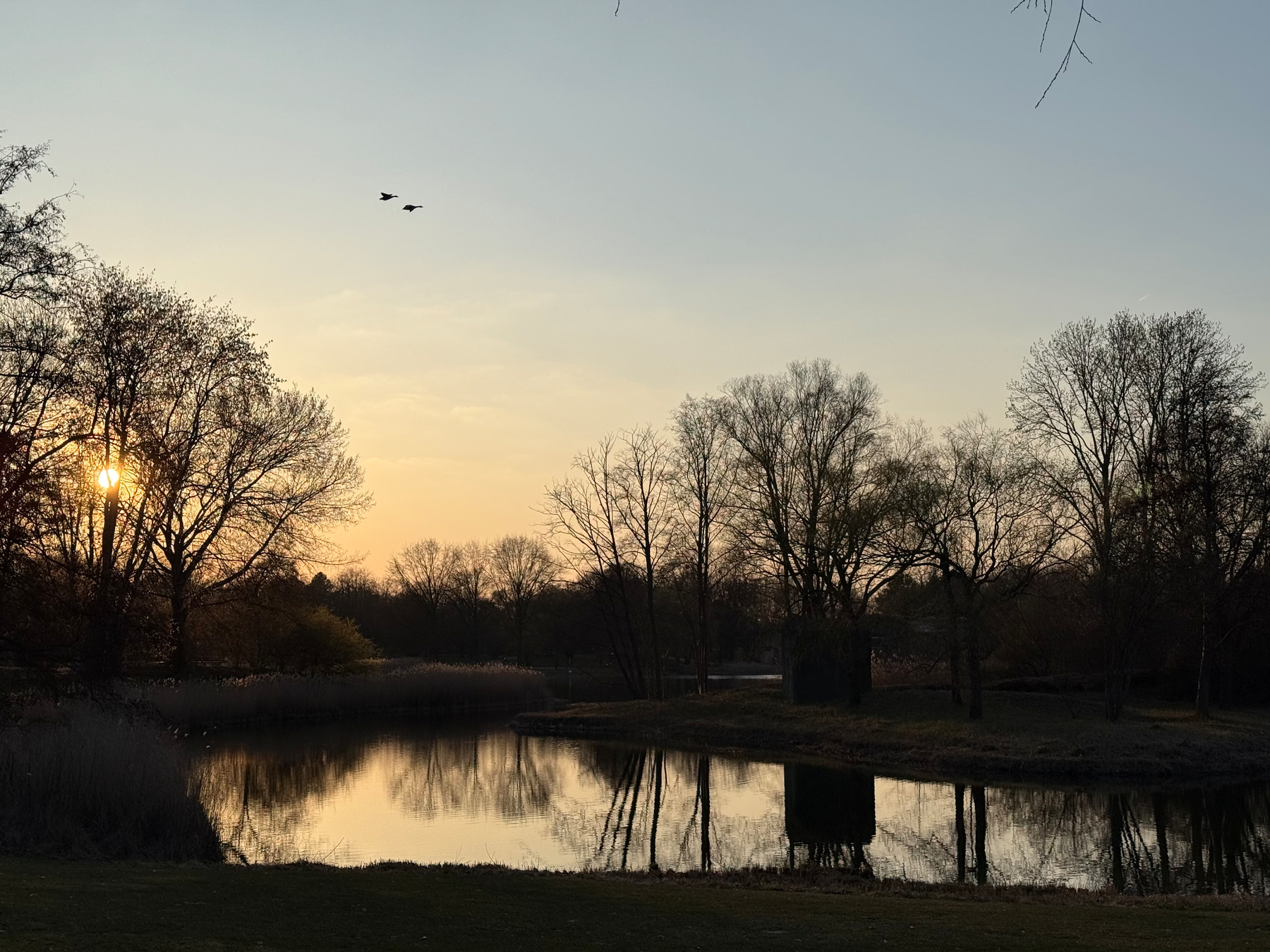Bäume ohne Blätter vor einem Himmel mit tiefer Sonne, die links durch die Zweige scheint mit reflektierender Wasserstelle unten und 2 fliegende Gänse oben