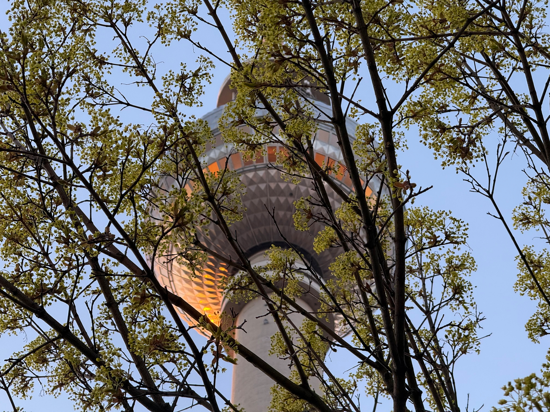 The tall tower of Berlin Fernsehturm with a distinctive spherical structure lit orange by low sun is partially obscured by tree branches with sparse foliage against a clear sky.