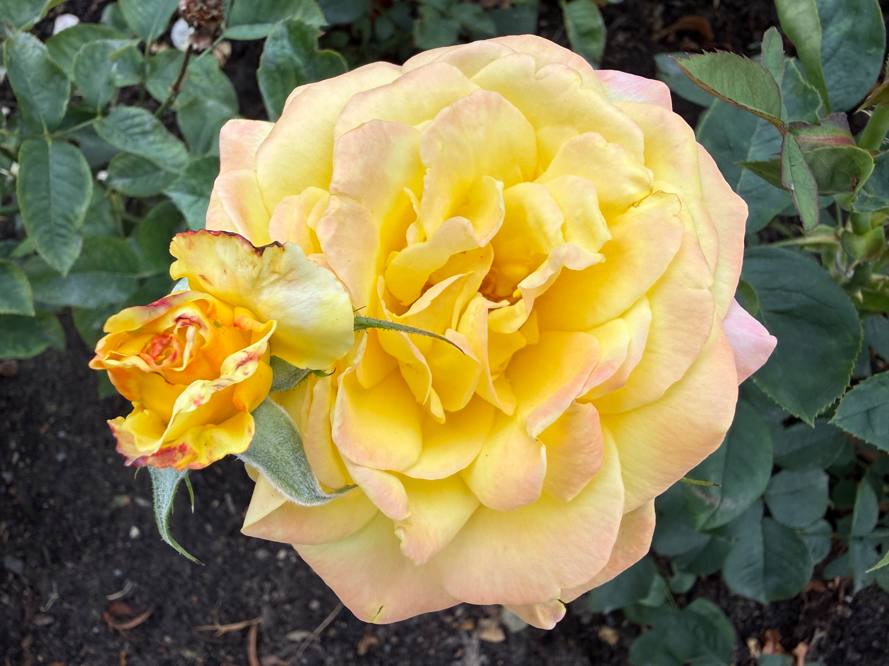 Eine große, gelb-rosa Rose blüht neben einer noch geschlossenen kleineren, ebenfalls gelben Blume vor grünem Laub.