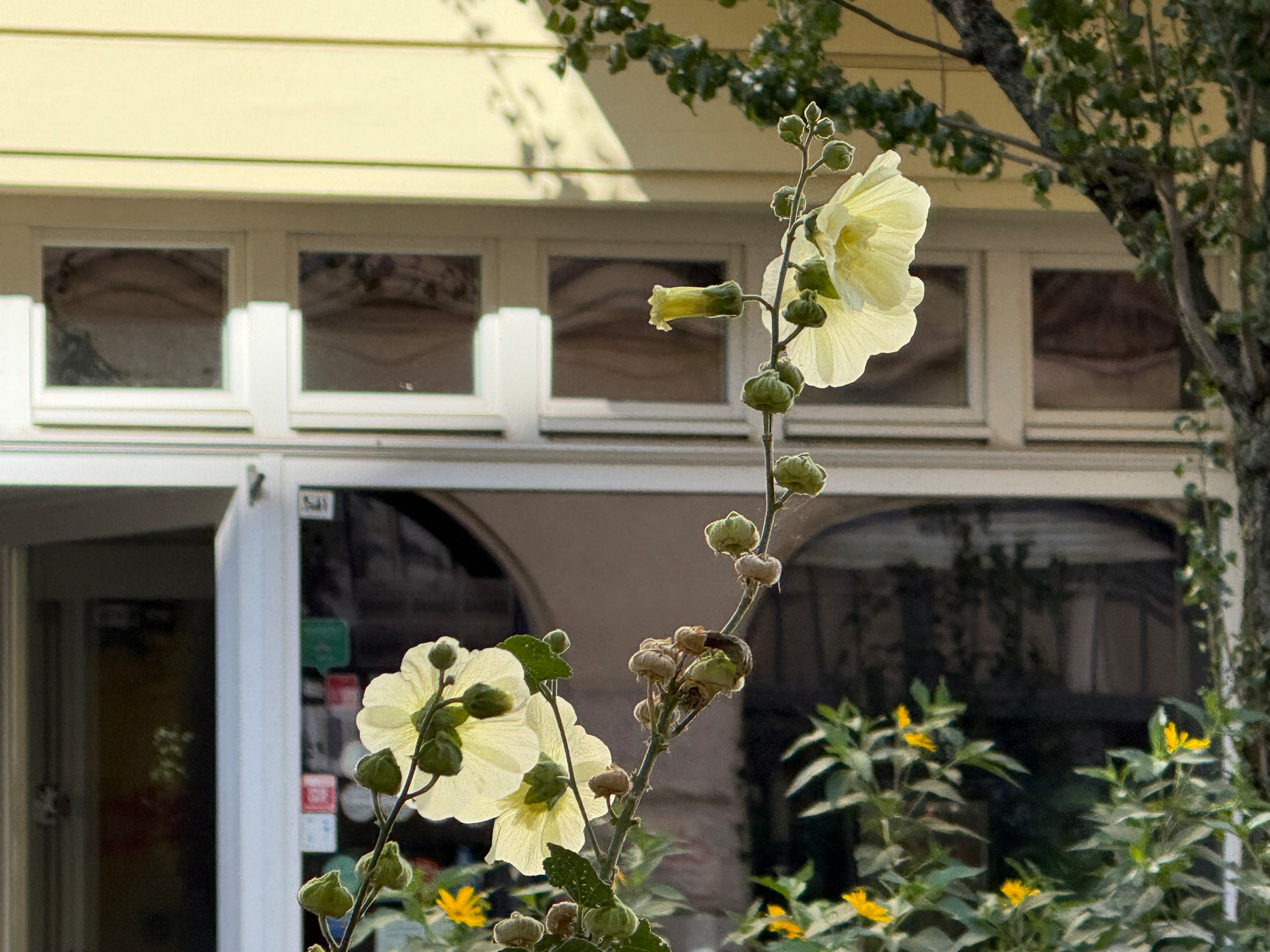 Vor einem Café mit großen Fenstern wachsen hohe, hellgelbe Stockrosen.